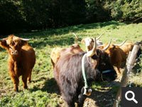 Hochlandrinder mit unterschiedlicher Fellfarbe